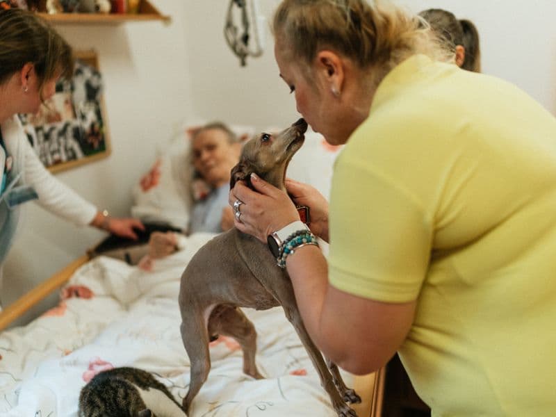 Pet Care Assistance
